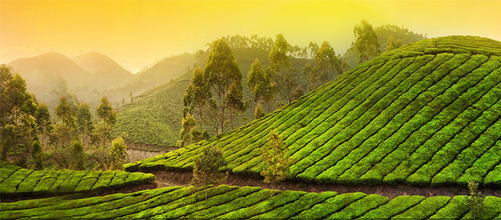 Hills of Kerala