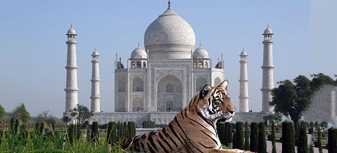 Taj Mahal  &  Tiger Tour