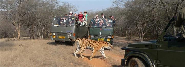 Rajasthan Wild Life tour